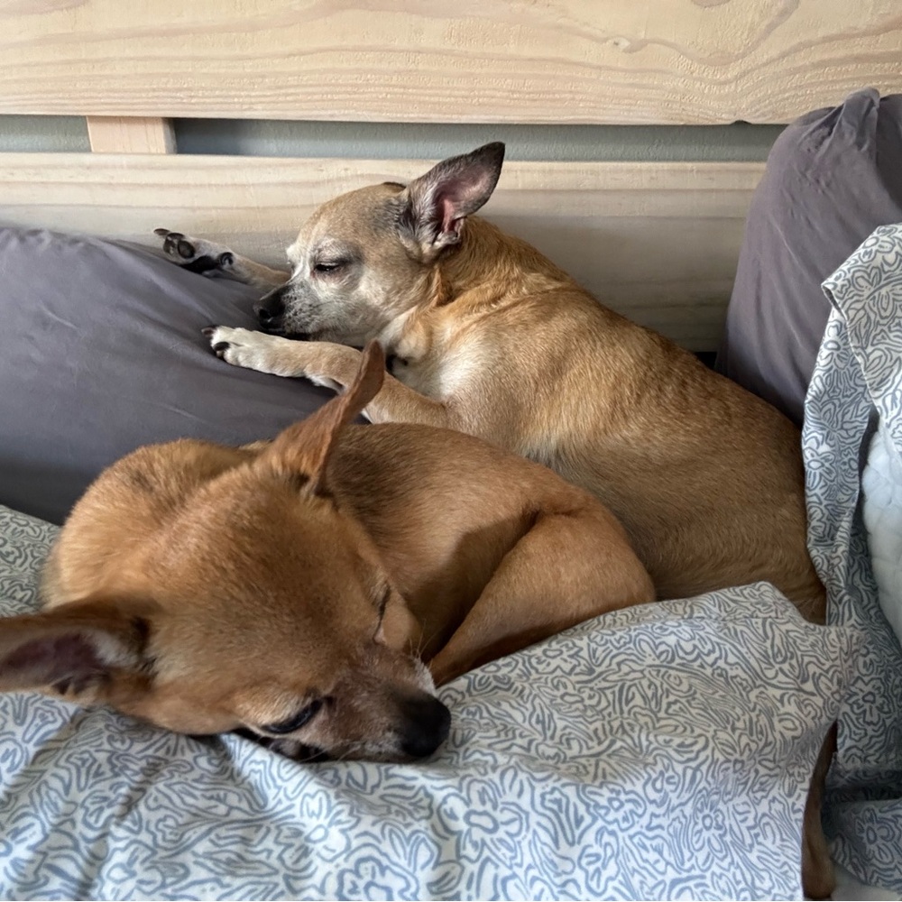 Meet your Posher, Kris